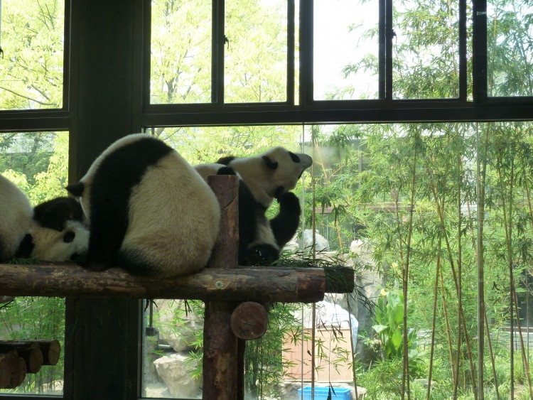 2010 год 04.08 Китай Шанхай Wild Animal Park Сафари и Панды - 10 2010 08.04 Китай Шанхай Панды Шанхайского ЗОО 057.JPG