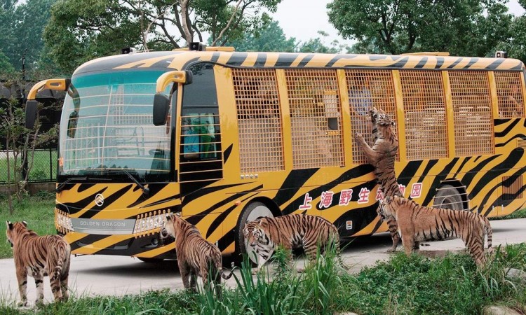 2010 год 04.08 Китай Шанхай Wild Animal Park Сафари и Панды - ldersOnly)