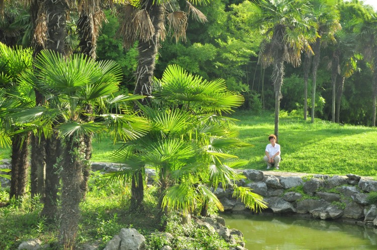 2010 год 07.08 Китай Шанхай Shanghai Botanical Garden - 24 2010 08.07 Китай Шанхай Shanghai Botanical Garden 096.JPG