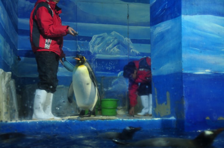 2010 год 09.08 Китай Харбин Harbin Polarland Поляроонариум - 36 2010 08.09 Китай Харбин Поляроонариум 149.JPG