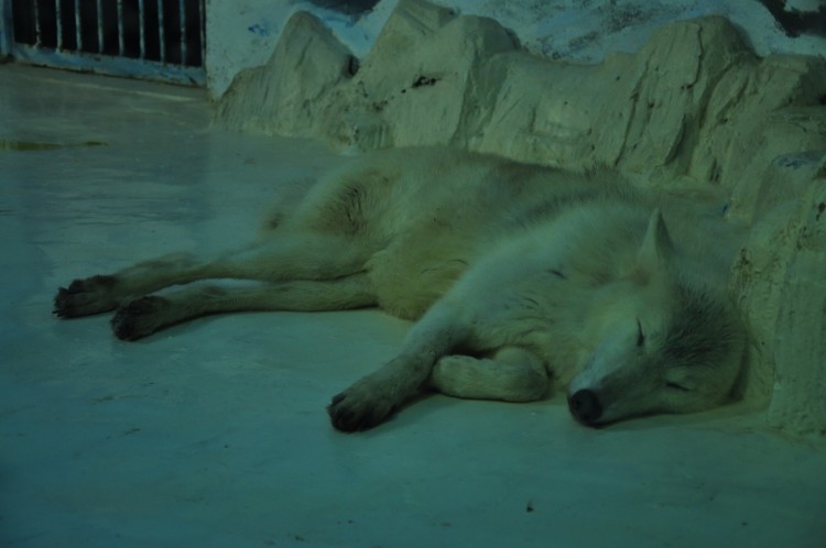 2010 год 09.08 Китай Харбин Harbin Polarland Поляроонариум - 36 2010 08.09 Китай Харбин Поляроонариум 197.JPG