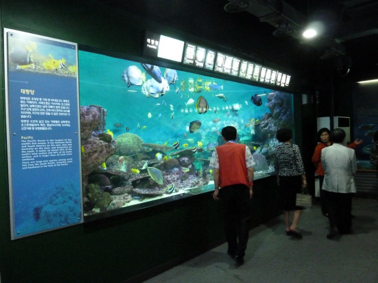 2011 год № 04 Южная Корея Сеул Coex Aquarium Аквариум - 05 11.05.29 Coex Aquarium Аквариум 124.JPG