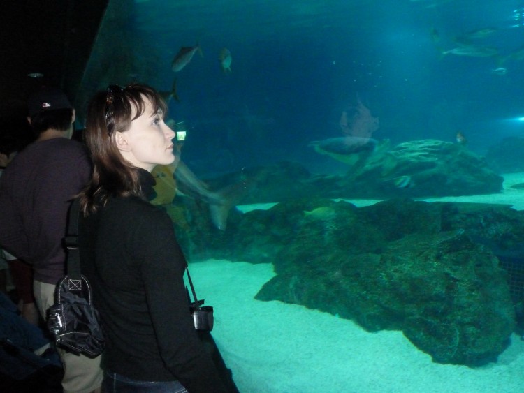 2011 год № 04 Южная Корея Сеул Coex Aquarium Аквариум - 05 11.05.29 Coex Aquarium Аквариум 153.JPG