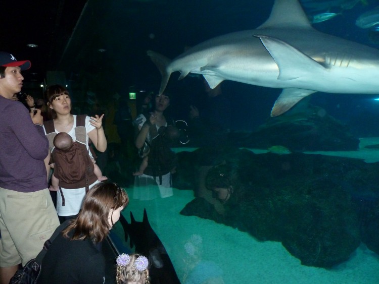 2011 год № 04 Южная Корея Сеул Coex Aquarium Аквариум - 05 11.05.29 Coex Aquarium Аквариум 154.JPG