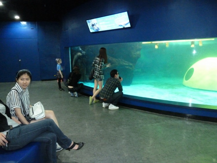 2011 год № 04 Южная Корея Сеул Coex Aquarium Аквариум - 05 11.05.29 Coex Aquarium Аквариум 166.JPG