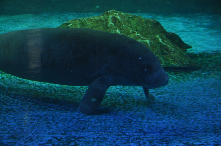 2011 год № 04 Южная Корея Сеул Coex Aquarium Аквариум - 05 11.05.29 Coex Aquarium Аквариум 170.JPG