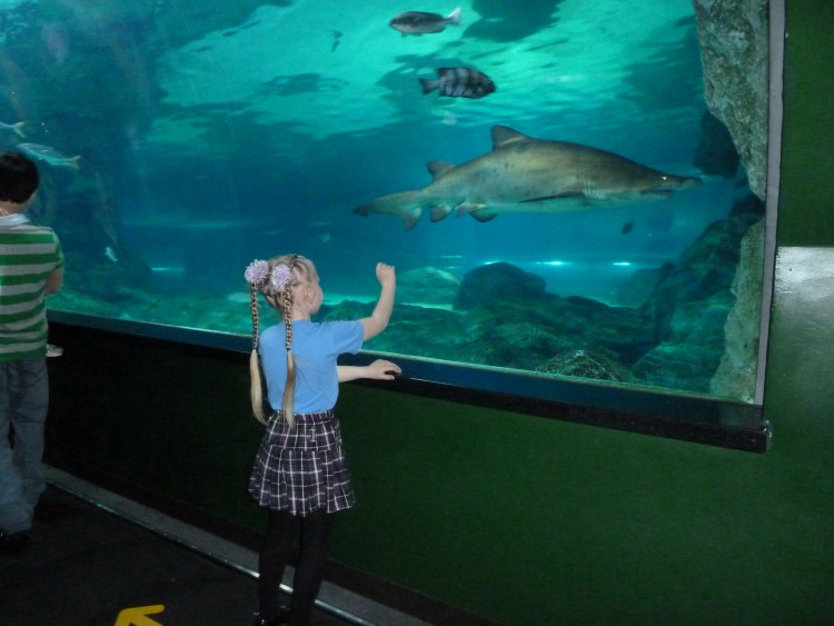 2011 год № 04 Южная Корея Сеул Coex Aquarium Аквариум - 05 11.05.29 Coex Aquarium Аквариум 175.JPG