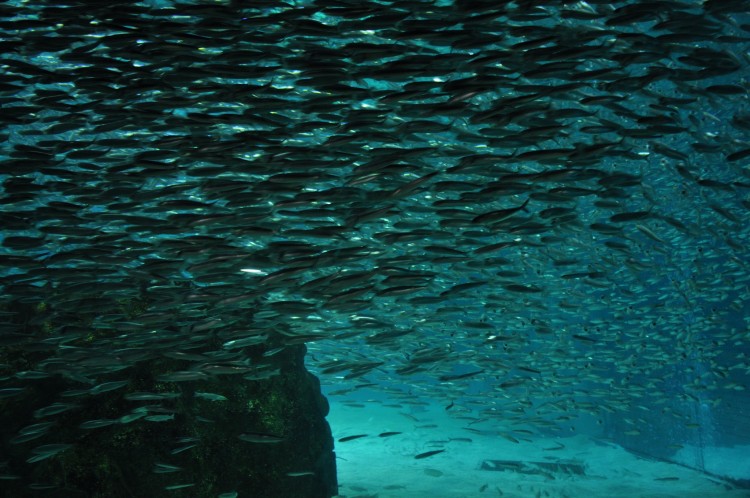 2011 год № 04 Южная Корея Сеул Coex Aquarium Аквариум - 05 11.05.29 Coex Aquarium Аквариум 181.JPG