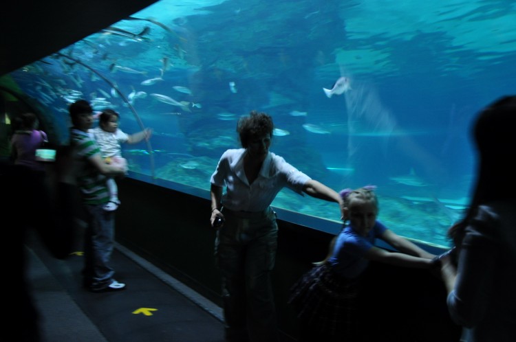 2011 год № 04 Южная Корея Сеул Coex Aquarium Аквариум - 05 11.05.29 Coex Aquarium Аквариум 189.JPG