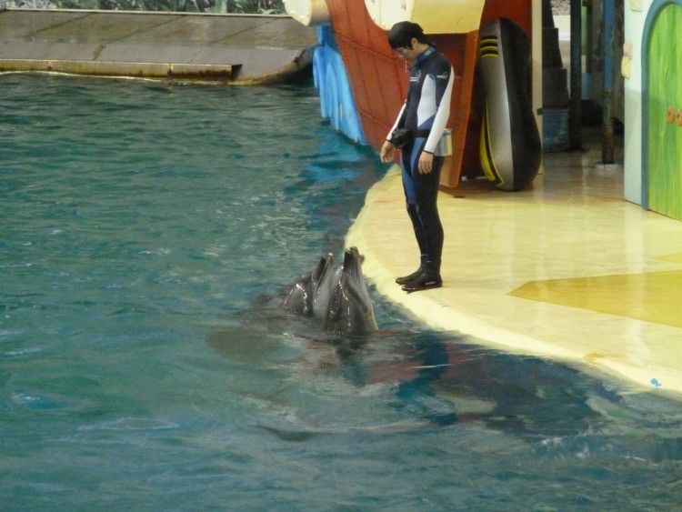 2011 год № 11 Южная Корея Сеул Seoul Zoo Цирк на воде - 23 11.05.31 Seoul Zoo Цирк на воде 039.JPG