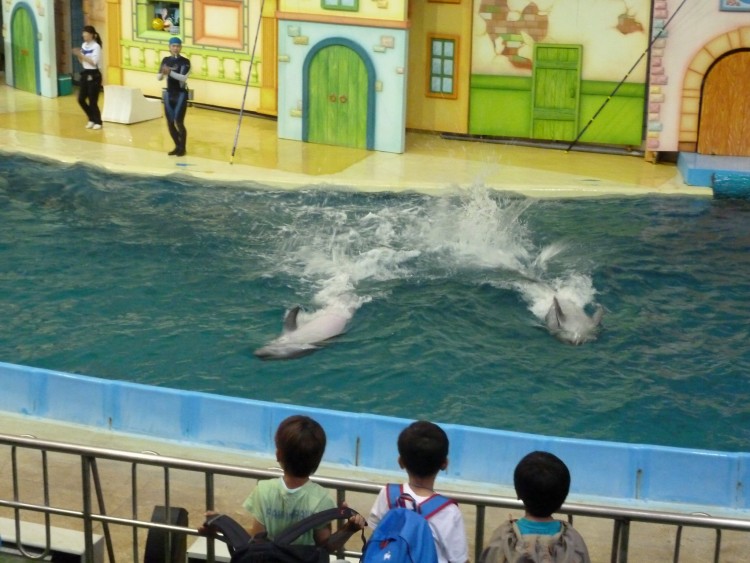 2011 год № 11 Южная Корея Сеул Seoul Zoo Цирк на воде - 23 11.05.31 Seoul Zoo Цирк на воде 040.JPG