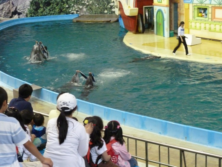 2011 год № 11 Южная Корея Сеул Seoul Zoo Цирк на воде - 23 11.05.31 Seoul Zoo Цирк на воде 045.JPG