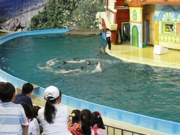 2011 год № 11 Южная Корея Сеул Seoul Zoo Цирк на воде - 23 11.05.31 Seoul Zoo Цирк на воде 050.JPG