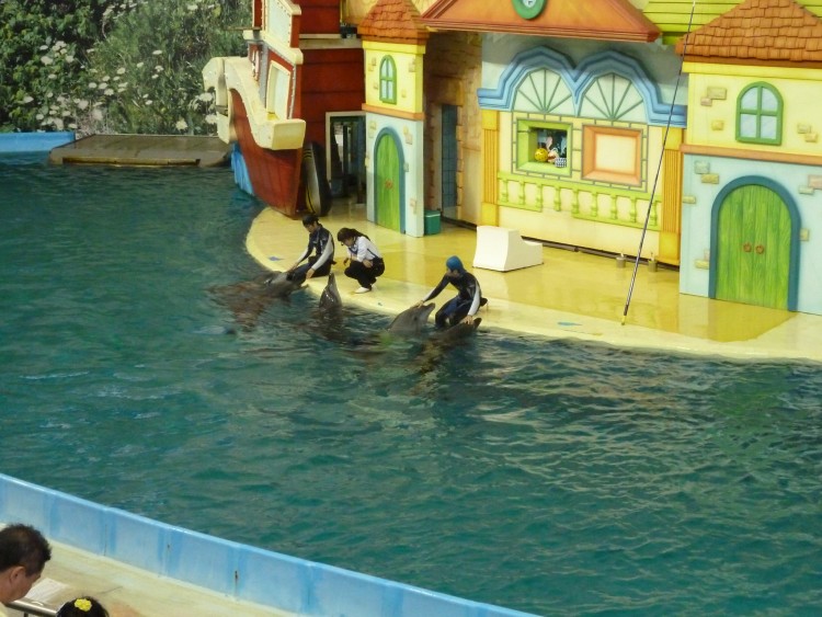 2011 год № 11 Южная Корея Сеул Seoul Zoo Цирк на воде - 23 11.05.31 Seoul Zoo Цирк на воде 052.JPG