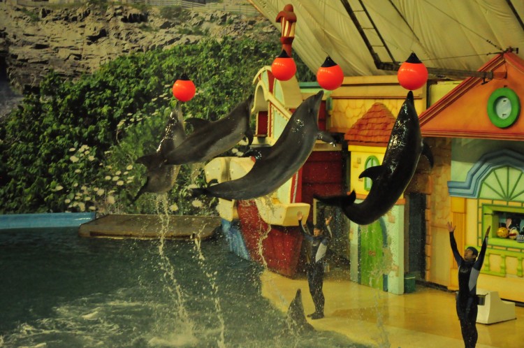 2011 год № 11 Южная Корея Сеул Seoul Zoo Цирк на воде - 23 11.05.31 Seoul Zoo Цирк на воде 076.JPG