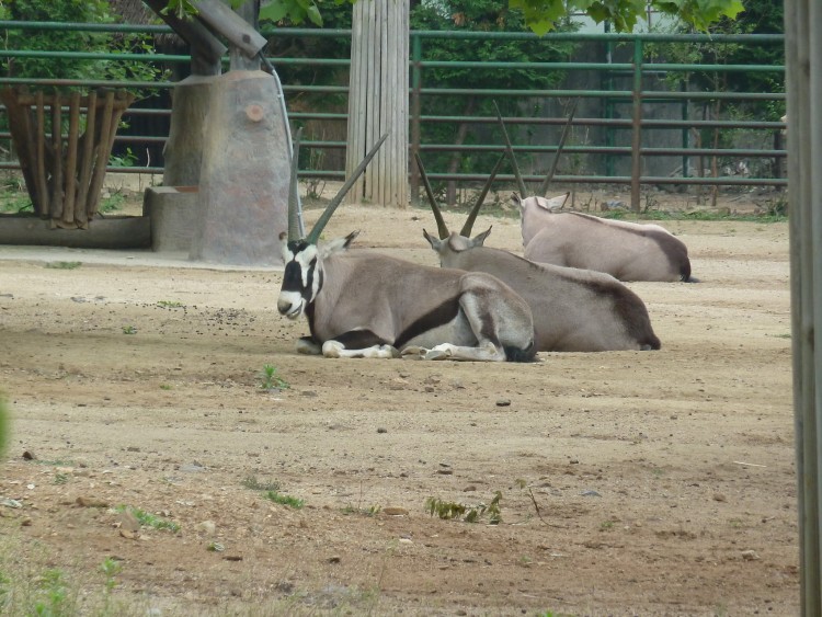 2011 год № 12 Южная Корея Сеул Seoul Zoo Сам ЗООпарк № 01 - 20 11.05.31 Seoul Zoo Зоопарк ЧАСТЬ 1 007.JPG