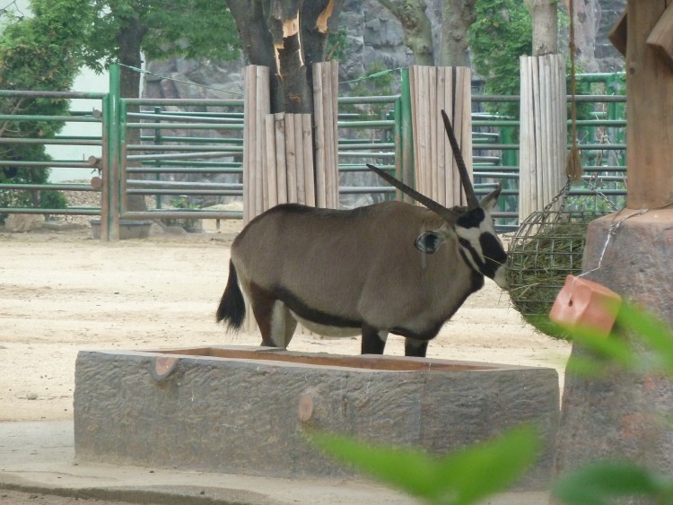 2011 год № 12 Южная Корея Сеул Seoul Zoo Сам ЗООпарк № 01 - 20 11.05.31 Seoul Zoo Зоопарк ЧАСТЬ 1 008.JPG