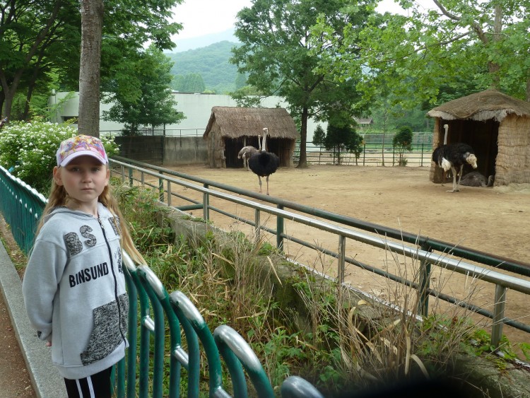 2011 год № 12 Южная Корея Сеул Seoul Zoo Сам ЗООпарк № 01 - 20 11.05.31 Seoul Zoo Зоопарк ЧАСТЬ 1 012.JPG