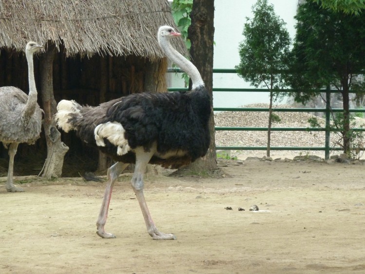 2011 год № 12 Южная Корея Сеул Seoul Zoo Сам ЗООпарк № 01 - 20 11.05.31 Seoul Zoo Зоопарк ЧАСТЬ 1 018.JPG