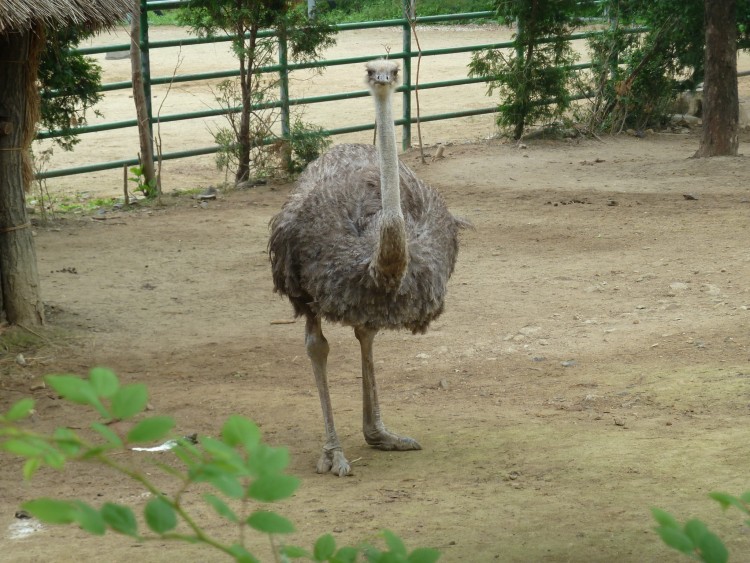 2011 год № 12 Южная Корея Сеул Seoul Zoo Сам ЗООпарк № 01 - 20 11.05.31 Seoul Zoo Зоопарк ЧАСТЬ 1 022.JPG