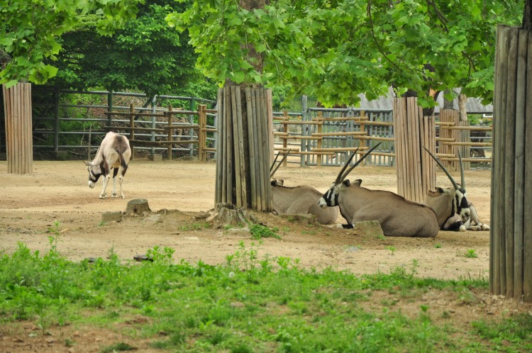 2011 год № 12 Южная Корея Сеул Seoul Zoo Сам ЗООпарк № 01 - 20 11.05.31 Seoul Zoo Зоопарк ЧАСТЬ 1 028.JPG