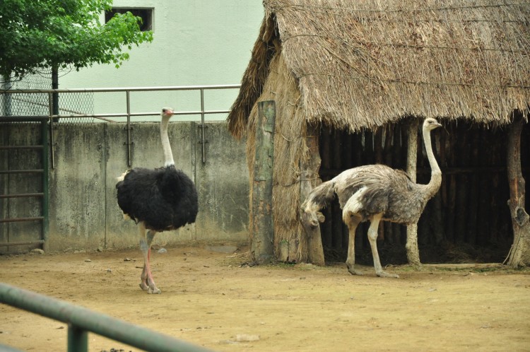 2011 год № 12 Южная Корея Сеул Seoul Zoo Сам ЗООпарк № 01 - 20 11.05.31 Seoul Zoo Зоопарк ЧАСТЬ 1 029.JPG