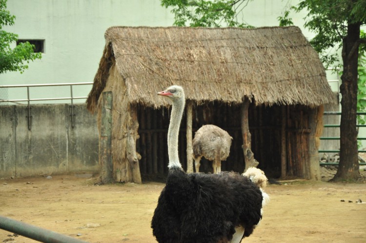 2011 год № 12 Южная Корея Сеул Seoul Zoo Сам ЗООпарк № 01 - 20 11.05.31 Seoul Zoo Зоопарк ЧАСТЬ 1 032.JPG