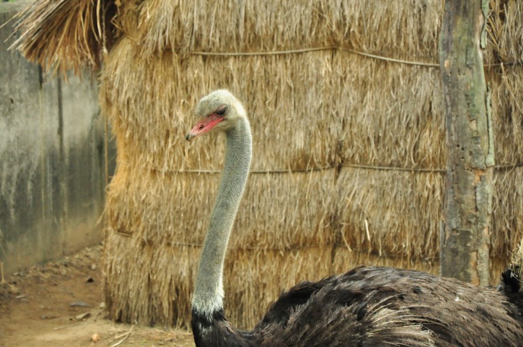 2011 год № 12 Южная Корея Сеул Seoul Zoo Сам ЗООпарк № 01 - 20 11.05.31 Seoul Zoo Зоопарк ЧАСТЬ 1 037.JPG