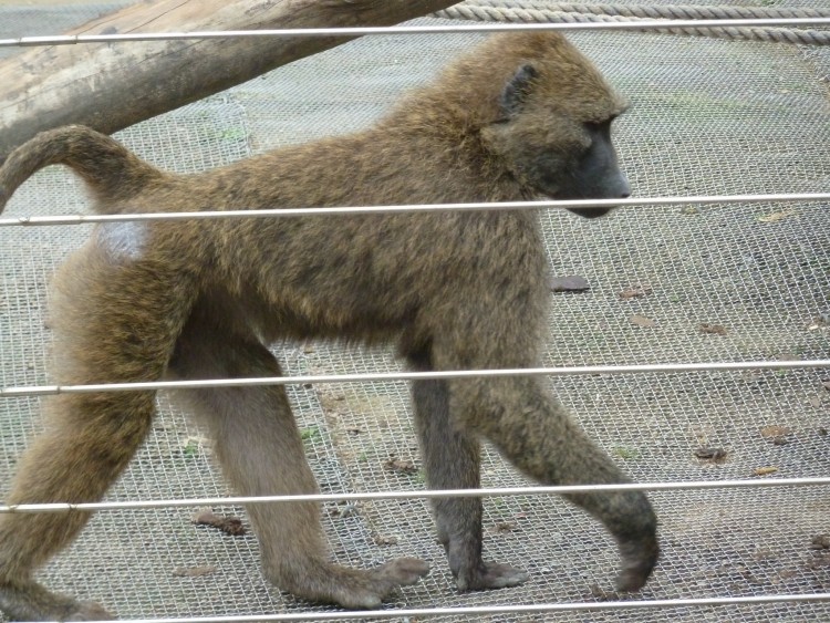 2011 год № 12 Южная Корея Сеул Seoul Zoo Сам ЗООпарк № 01 - 20 11.05.31 Seoul Zoo Зоопарк ЧАСТЬ 1 051.JPG