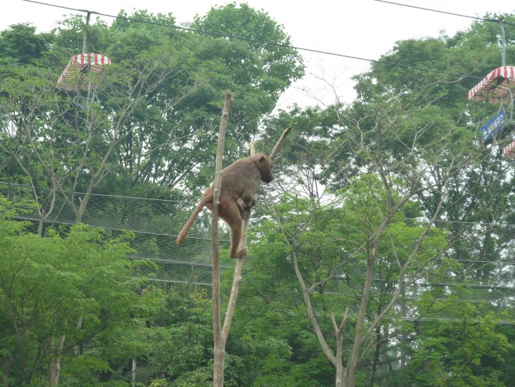 2011 год № 12 Южная Корея Сеул Seoul Zoo Сам ЗООпарк № 01 - 20 11.05.31 Seoul Zoo Зоопарк ЧАСТЬ 1 053.JPG