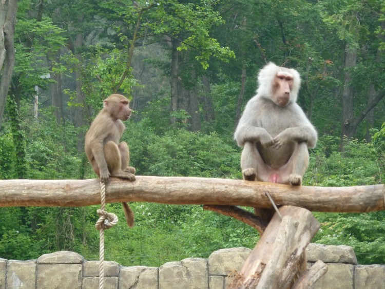 2011 год № 12 Южная Корея Сеул Seoul Zoo Сам ЗООпарк № 01 - 20 11.05.31 Seoul Zoo Зоопарк ЧАСТЬ 1 056.JPG