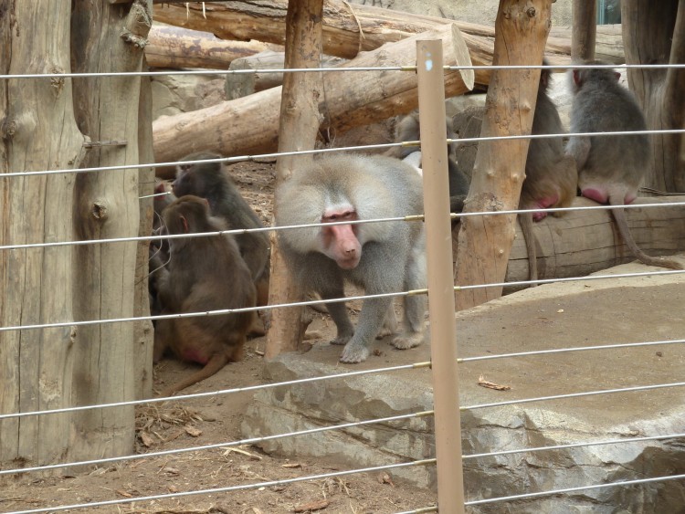 2011 год № 12 Южная Корея Сеул Seoul Zoo Сам ЗООпарк № 01 - 20 11.05.31 Seoul Zoo Зоопарк ЧАСТЬ 1 062.JPG