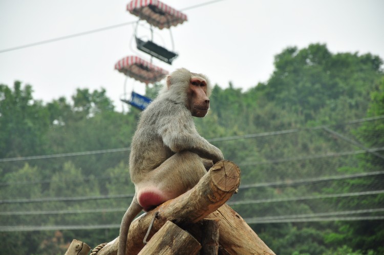 2011 год № 12 Южная Корея Сеул Seoul Zoo Сам ЗООпарк № 01 - 20 11.05.31 Seoul Zoo Зоопарк ЧАСТЬ 1 075.JPG