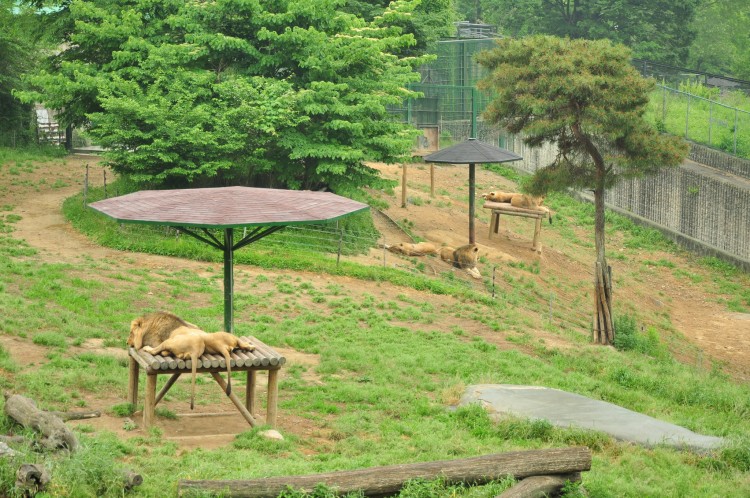 2011 год № 12 Южная Корея Сеул Seoul Zoo Сам ЗООпарк № 01 - 20 11.05.31 Seoul Zoo Зоопарк ЧАСТЬ 1 086.JPG