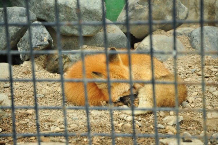 2011 год № 12 Южная Корея Сеул Seoul Zoo Сам ЗООпарк № 01 - 22 11.05.31 Seoul Zoo Зоопарк ЧАСТЬ 2 032.JPG