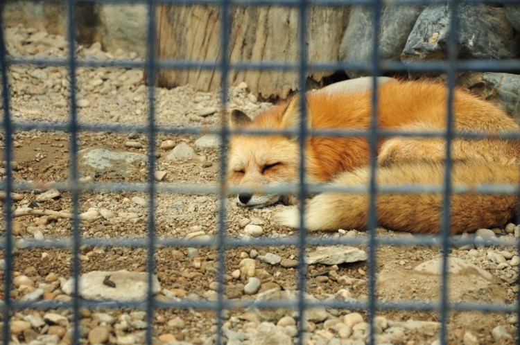 2011 год № 12 Южная Корея Сеул Seoul Zoo Сам ЗООпарк № 01 - 22 11.05.31 Seoul Zoo Зоопарк ЧАСТЬ 2 033.JPG