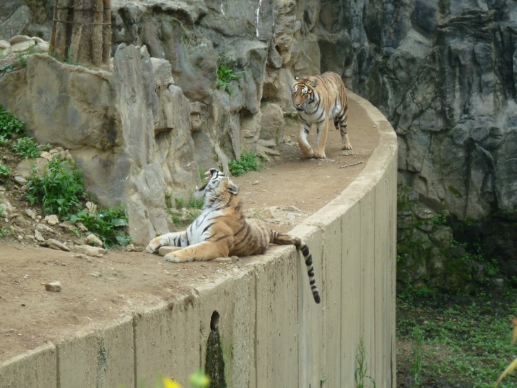 2011 год № 12 Южная Корея Сеул Seoul Zoo Сам ЗООпарк № 01 - 22 11.05.31 Seoul Zoo Зоопарк ЧАСТЬ 2 090.JPG