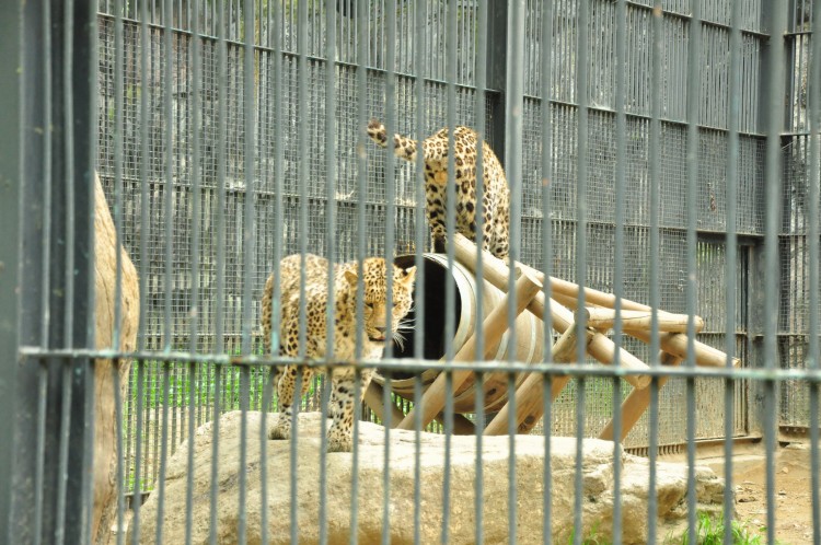 2011 год № 12 Южная Корея Сеул Seoul Zoo Сам ЗООпарк № 01 - 22 11.05.31 Seoul Zoo Зоопарк ЧАСТЬ 2 095.JPG