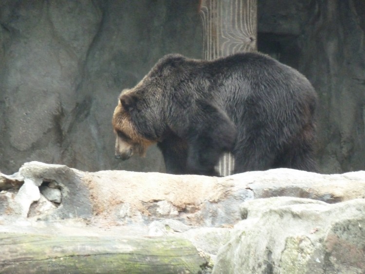 2011 год № 12 Южная Корея Сеул Seoul Zoo Сам ЗООпарк № 01 - 22 11.05.31 Seoul Zoo Зоопарк ЧАСТЬ 2 115.JPG