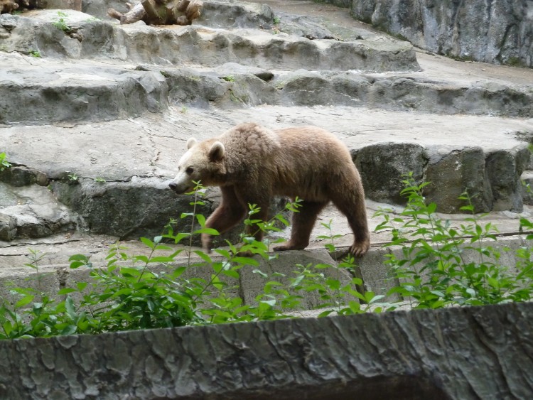 2011 год № 12 Южная Корея Сеул Seoul Zoo Сам ЗООпарк № 01 - 22 11.05.31 Seoul Zoo Зоопарк ЧАСТЬ 2 121.JPG