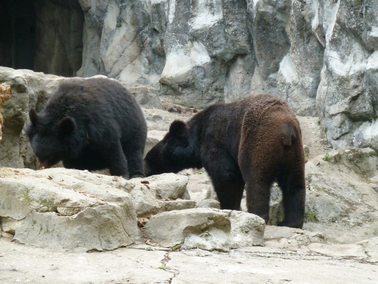 2011 год № 12 Южная Корея Сеул Seoul Zoo Сам ЗООпарк № 01 - 22 11.05.31 Seoul Zoo Зоопарк ЧАСТЬ 2 124.JPG