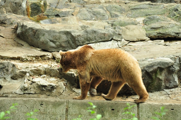 2011 год № 12 Южная Корея Сеул Seoul Zoo Сам ЗООпарк № 01 - 22 11.05.31 Seoul Zoo Зоопарк ЧАСТЬ 2 128.JPG