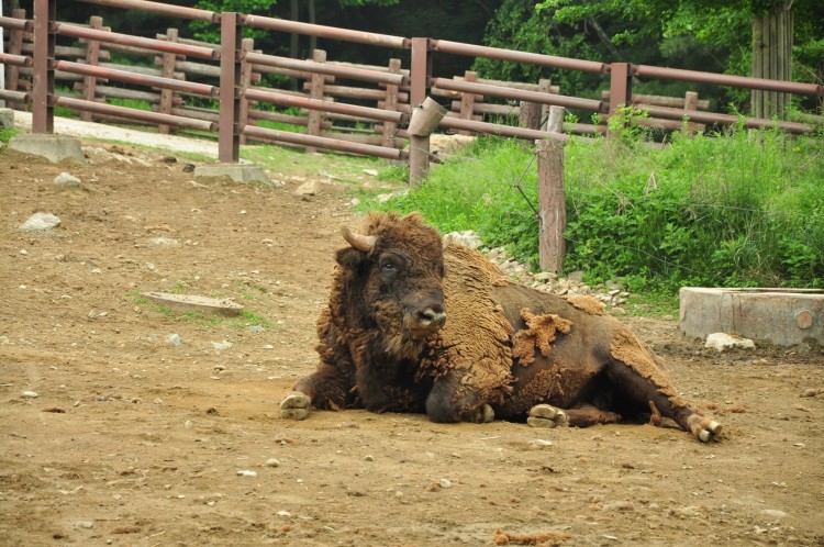 2011 год № 12 Южная Корея Сеул Seoul Zoo Сам ЗООпарк № 01 - 22 11.05.31 Seoul Zoo Зоопарк ЧАСТЬ 2 147.JPG