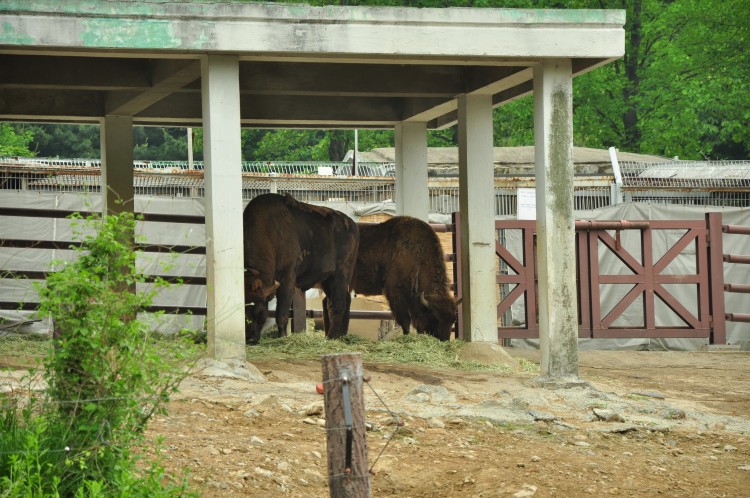 2011 год № 12 Южная Корея Сеул Seoul Zoo Сам ЗООпарк № 01 - 22 11.05.31 Seoul Zoo Зоопарк ЧАСТЬ 2 148.JPG