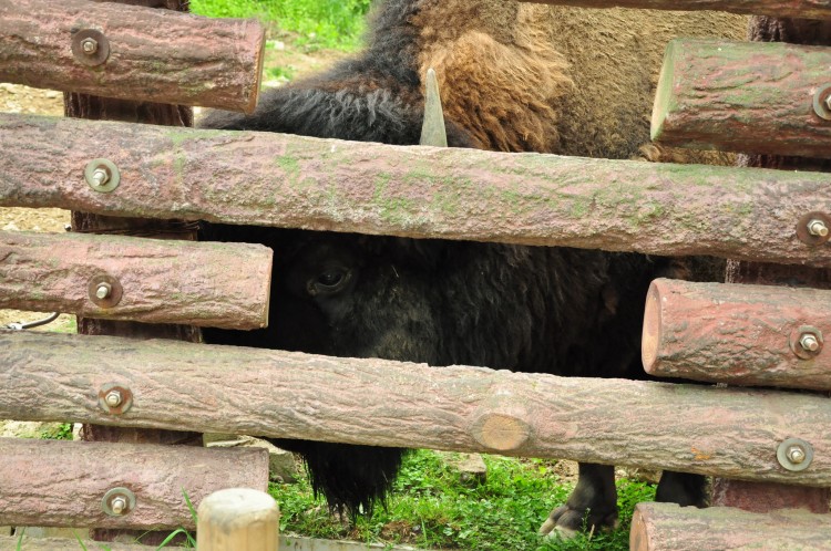 2011 год № 12 Южная Корея Сеул Seoul Zoo Сам ЗООпарк № 01 - 22 11.05.31 Seoul Zoo Зоопарк ЧАСТЬ 2 149.JPG