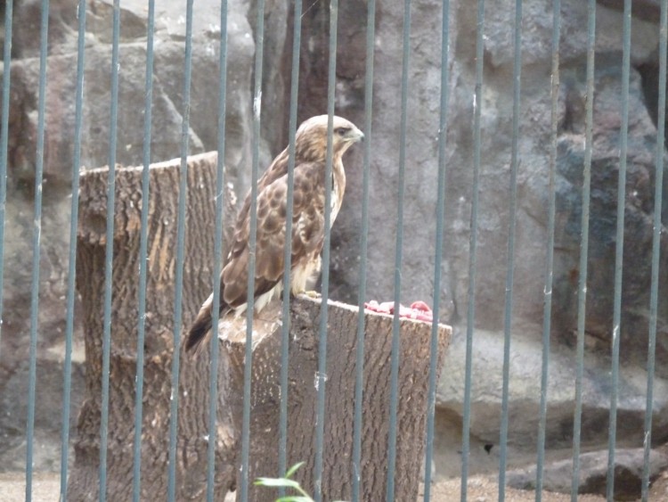 2011 год № 12 Южная Корея Сеул Seoul Zoo Сам ЗООпарк № 01 - 22 11.05.31 Seoul Zoo Зоопарк ЧАСТЬ 2 160.JPG