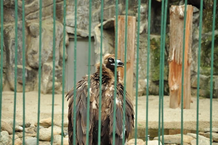 2011 год № 12 Южная Корея Сеул Seoul Zoo Сам ЗООпарк № 01 - 22 11.05.31 Seoul Zoo Зоопарк ЧАСТЬ 2 161.JPG