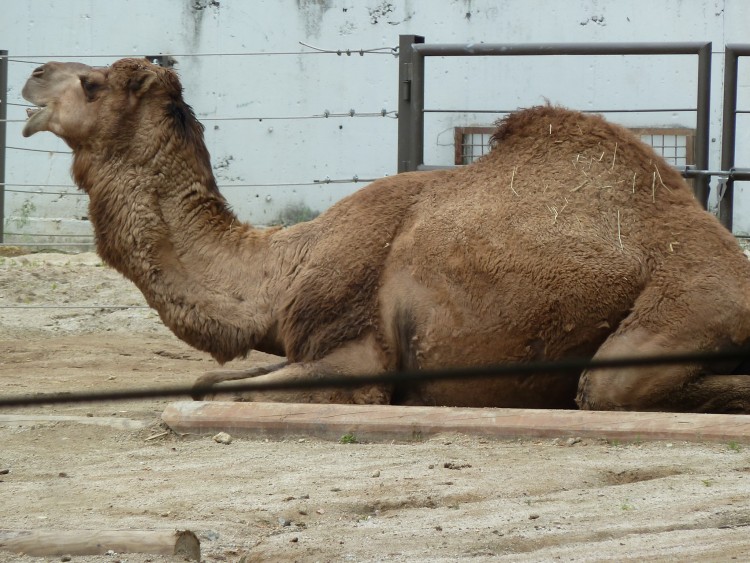 2011 год № 12 Южная Корея Сеул Seoul Zoo Сам ЗООпарк № 01 - 22 11.05.31 Seoul Zoo Зоопарк ЧАСТЬ 2 228.JPG