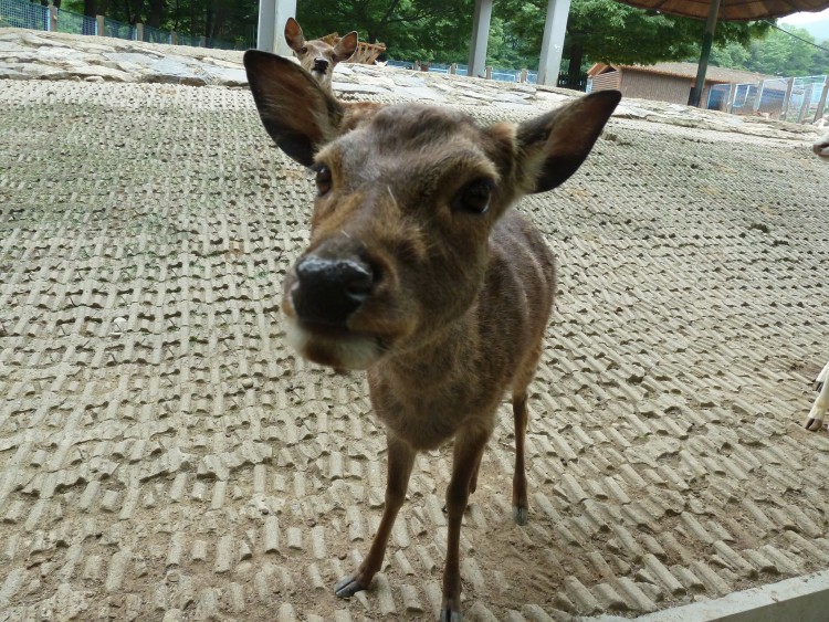 2011 год № 13 Южная Корея Сеул Seoul Zoo Сам ЗООпарк № 02 - 22 11.05.31 Seoul Zoo Зоопарк ЧАСТЬ 2 011.JPG