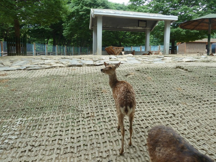 2011 год № 13 Южная Корея Сеул Seoul Zoo Сам ЗООпарк № 02 - 22 11.05.31 Seoul Zoo Зоопарк ЧАСТЬ 2 012.JPG